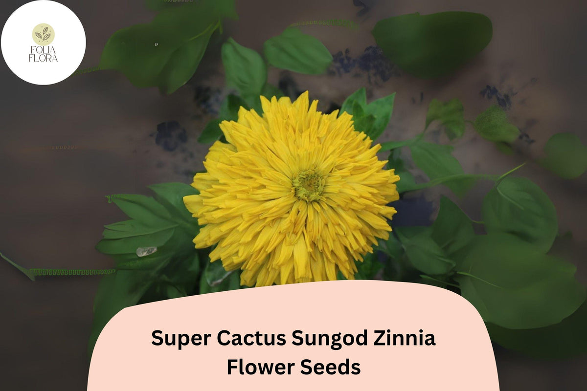100 Super Cactus Sungod Zinnia Seeds - Large Yellow Heirloom Blooms, Non-GMO