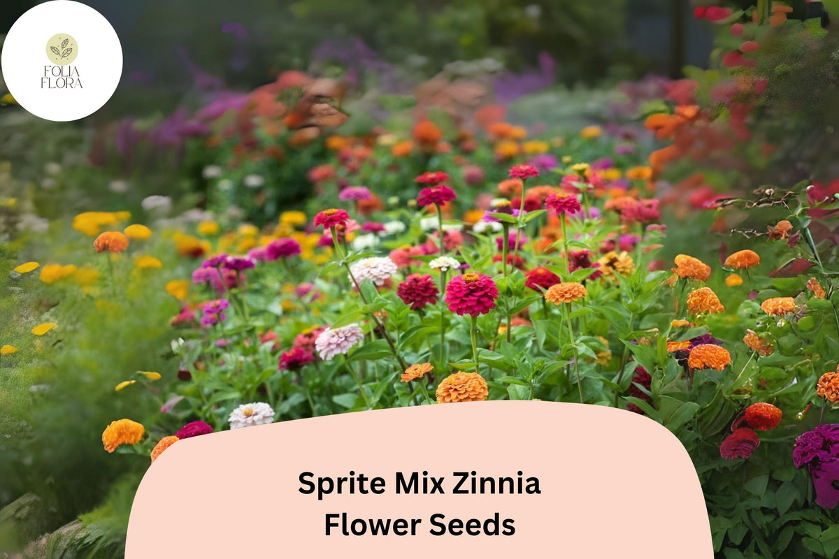 100 Sprite Mix Zinnia Seeds - Dwarf Colorful Garden Flowers