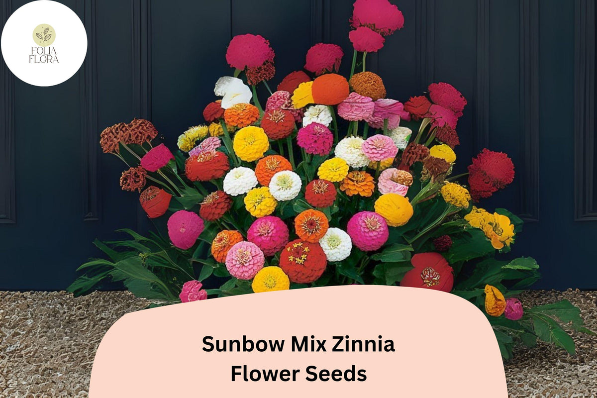 100 Sunbow Mix Zinnia Seeds - Vibrant Heirloom Garden Flowers