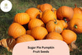 25 Sugar Pie Pumpkin Seeds – Heirloom Sweet Baking Variety