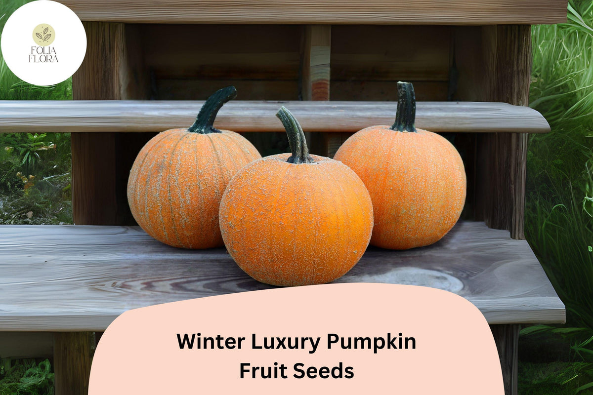 25 Winter Luxury Pumpkin Seeds | Heirloom Pie Pumpkin