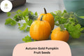 Autumn Gold Pumpkin Seeds – 25 Seeds for 7-10 lb Early Orange Fruits