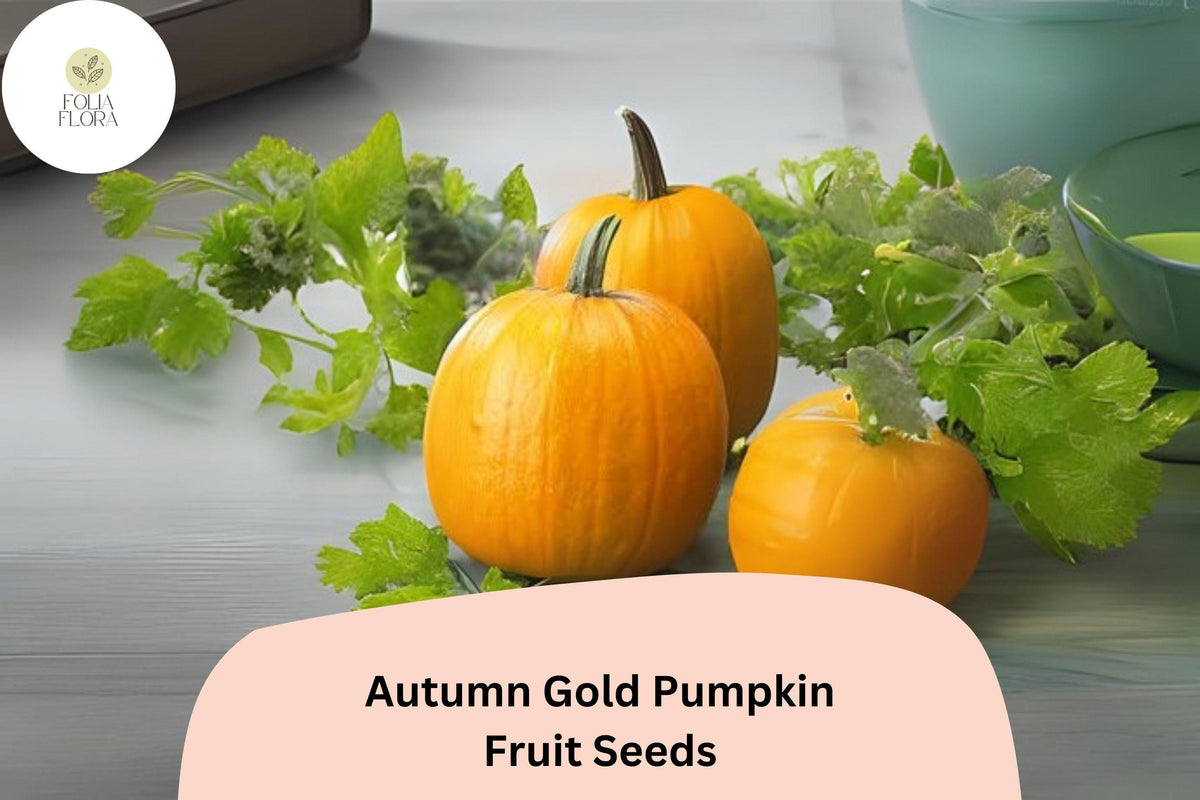 Autumn Gold Pumpkin Seeds – 25 Seeds for 7-10 lb Early Orange Fruits
