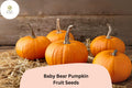 Baby Bear Pumpkin Seeds – Miniature 1-2 lb Pumpkins on Compact Vines (25 Seeds)