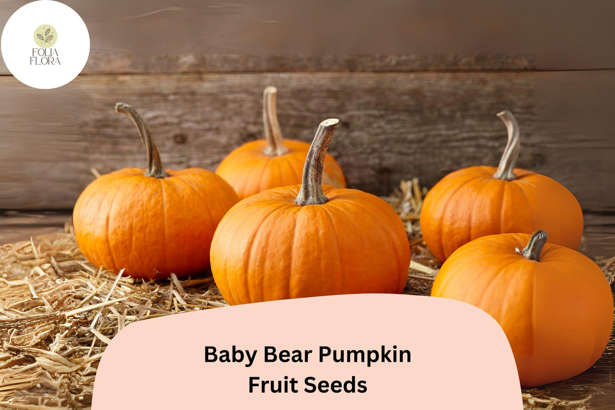 Baby Bear Pumpkin Seeds – Miniature 1-2 lb Pumpkins on Compact Vines (25 Seeds)