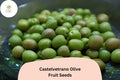 Castelvetrano Olive Seeds – 10 Italian Green Olive Tree Seeds for Planting