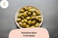10 Picholine Olive Seeds - French Heirloom for Bonsai & Mediterranean Gardens