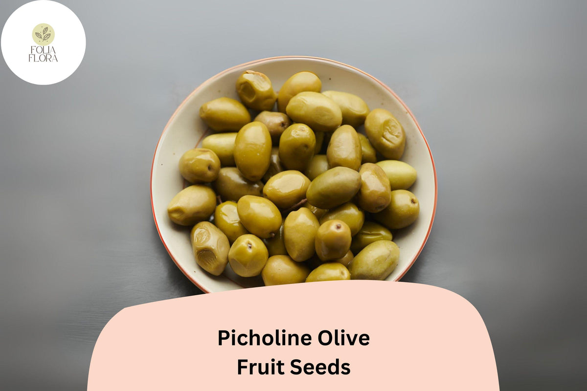 10 Picholine Olive Seeds - French Heirloom for Bonsai & Mediterranean Gardens