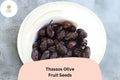Thassos Olive Seeds – Greek Heirloom Variety for Bonsai Growing (10 Seeds)