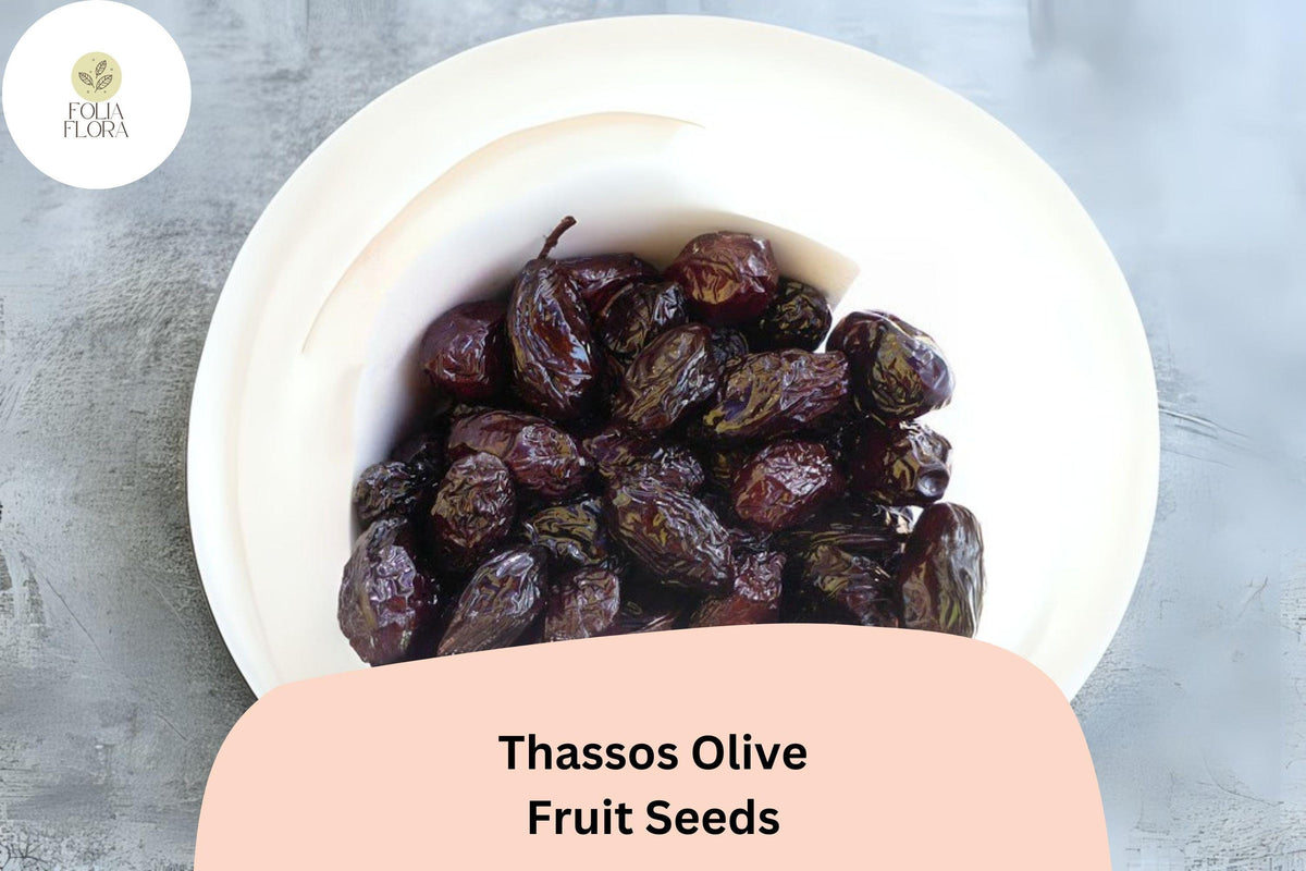 Thassos Olive Seeds – Greek Heirloom Variety for Bonsai Growing (10 Seeds)