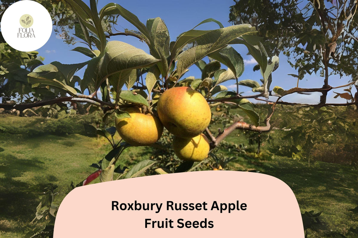 25 Roxbury Russet Apple Seeds - Heirloom Malus domestica for Garden Orchard