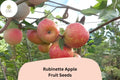 25 Rubinette Apple Seeds – Rare Heirloom Variety for Home Orchard