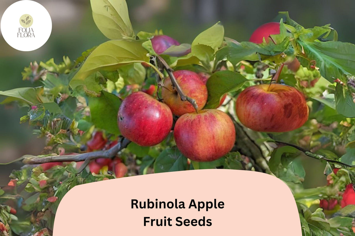 25 Rubinola Apple Seeds - Rare Heirloom Apple Variety for Planting