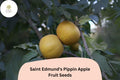 25 Saint Edmund's Pippin Apple Seeds - Rare Heirloom Russet Variety