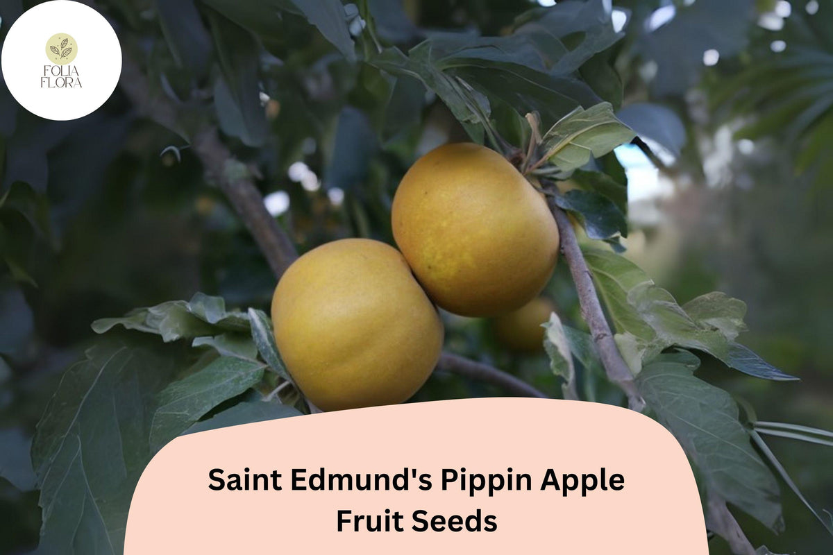 25 Saint Edmund's Pippin Apple Seeds - Rare Heirloom Russet Variety