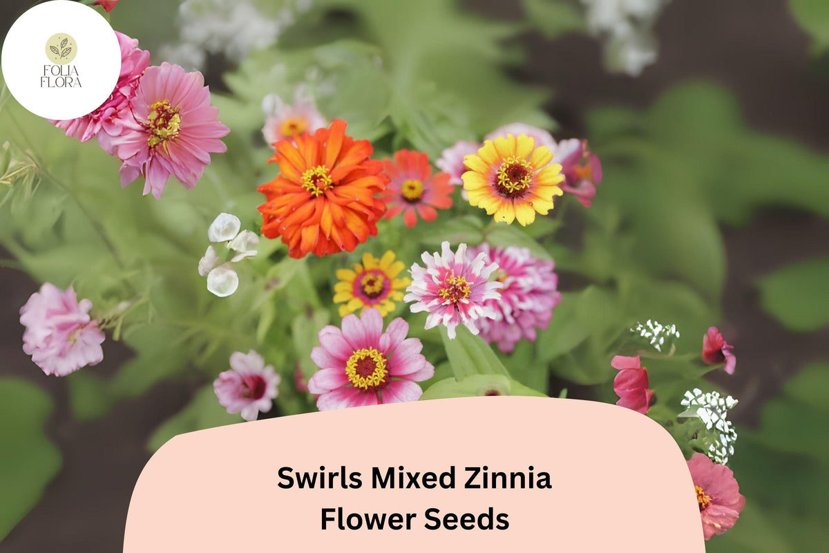 100 Swirls Mix Zinnia Seeds – Heirloom Non-GMO Annual Flowers