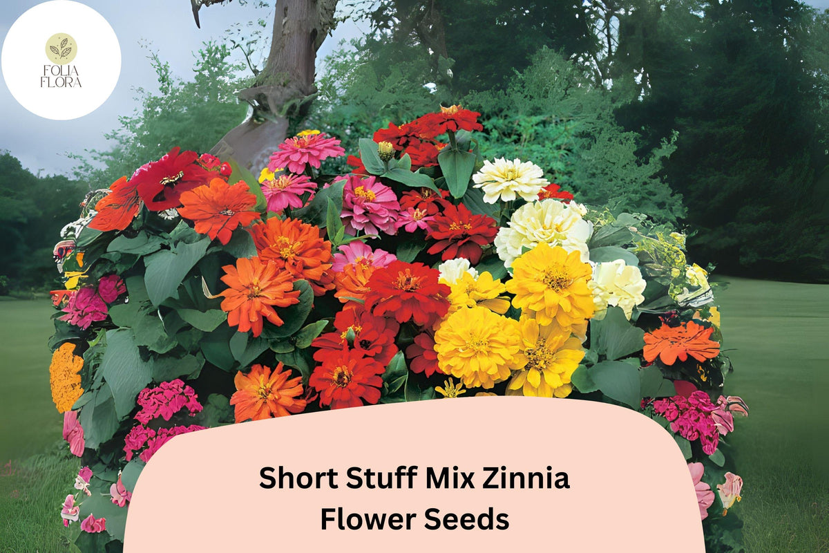 100 Dwarf Zinnia Seeds - Short Stuff Mix, Heirloom Non-GMO