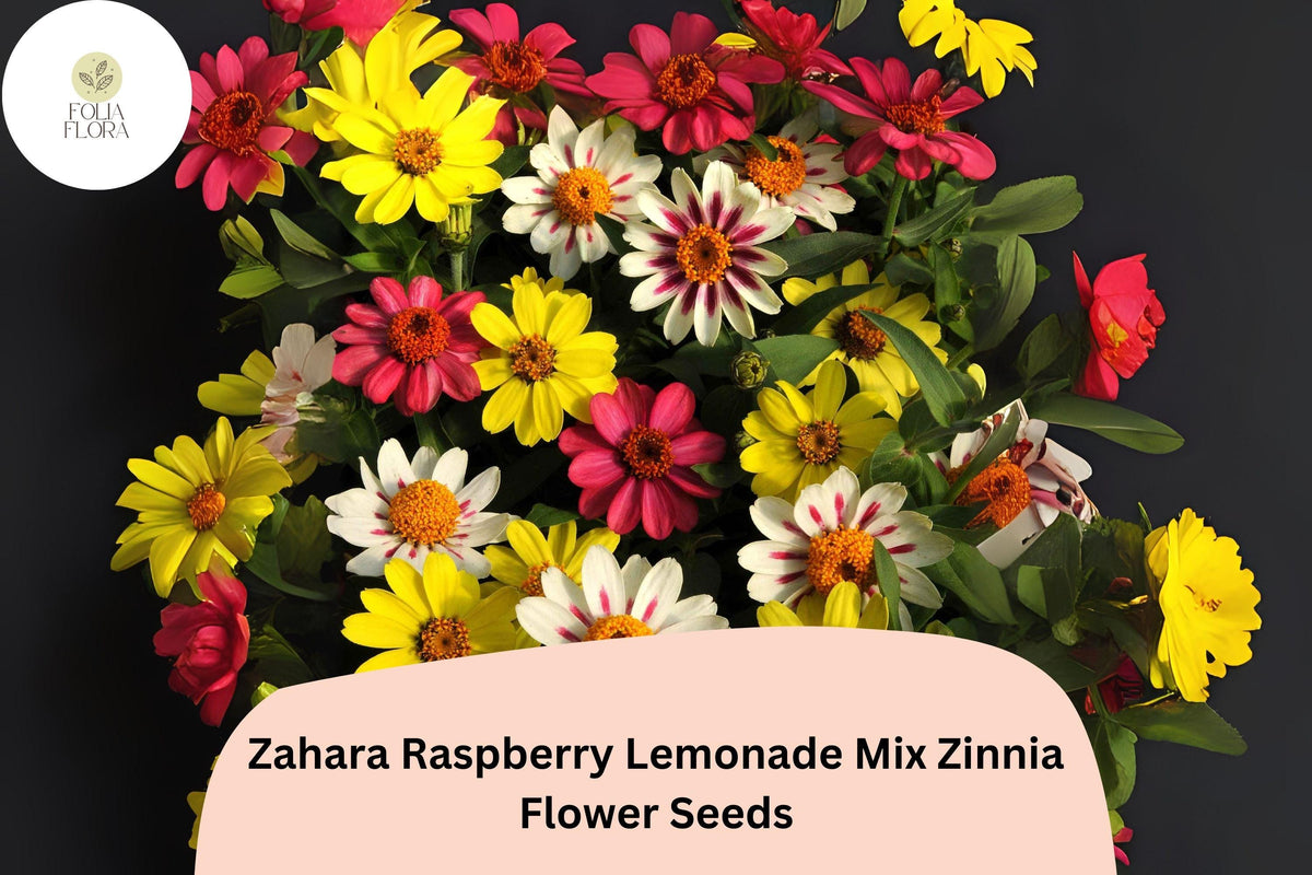 100 Zahara Raspberry Lemonade Zinnia Seeds – Non-GMO Annual Flowers
