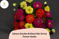 100 Zahara Double Zinnia Seeds – Brilliant Mix, Non-GMO