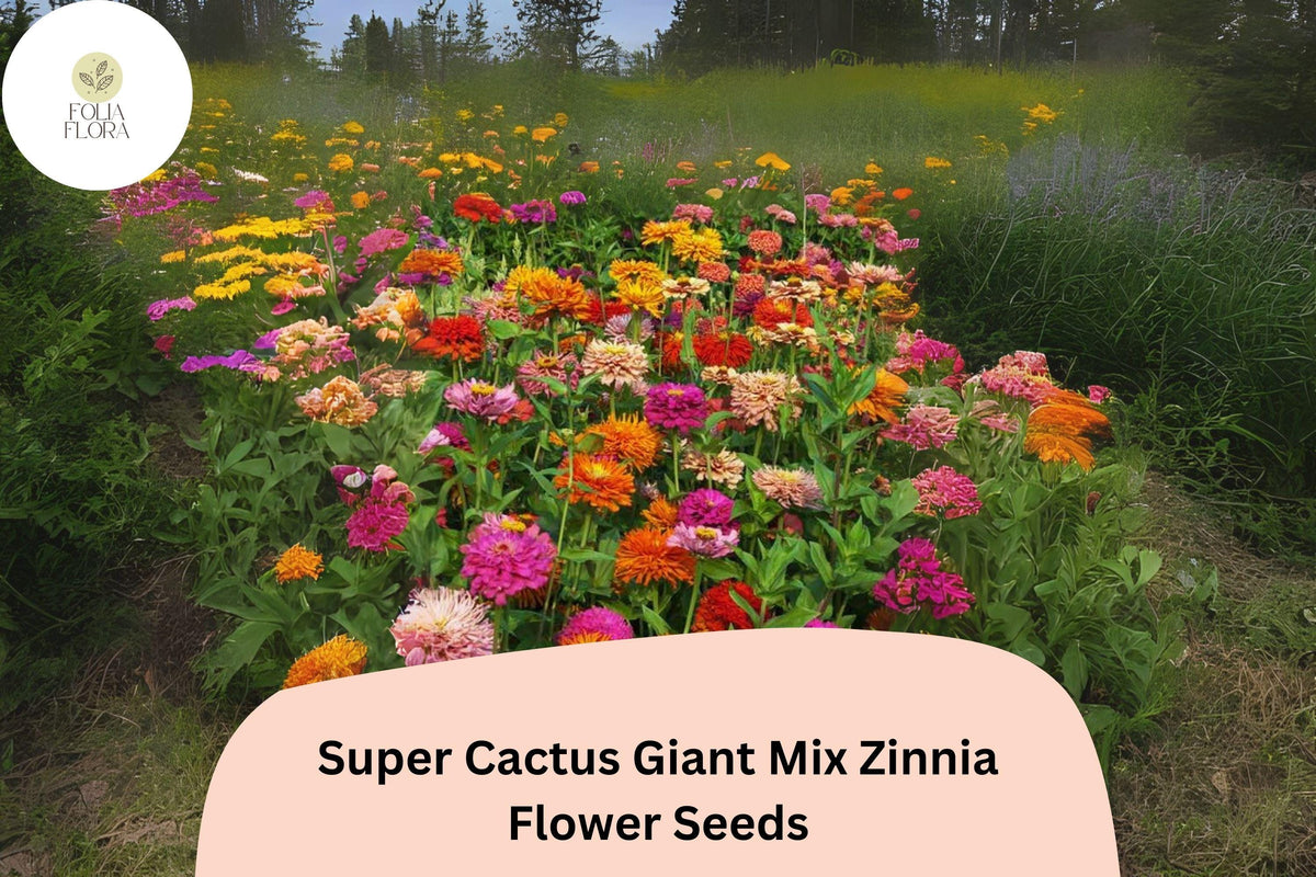 100 Super Cactus Zinnia Seeds – Giant Frilled Blooms, Non-GMO