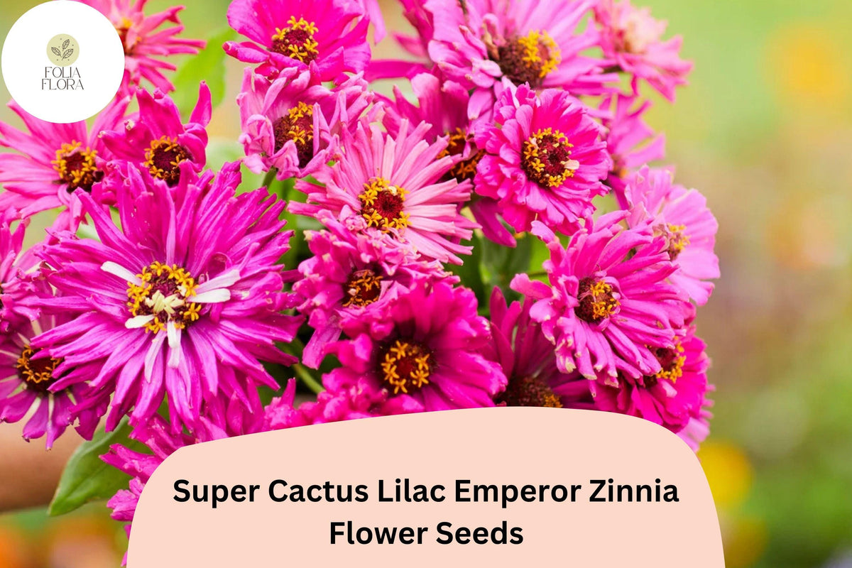 100 Super Cactus Lilac Zinnia Seeds – Non-GMO Annual Flower