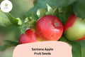 25 Santana Apple Seeds - Malus domestica Low-Allergen Crisp Apple for Garden Planting