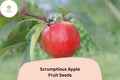 25 Scrumptious Apple Seeds – Rare Heirloom Variety for Home Garden