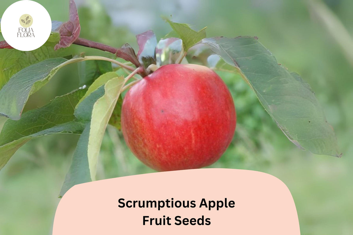 25 Scrumptious Apple Seeds – Rare Heirloom Variety for Home Garden