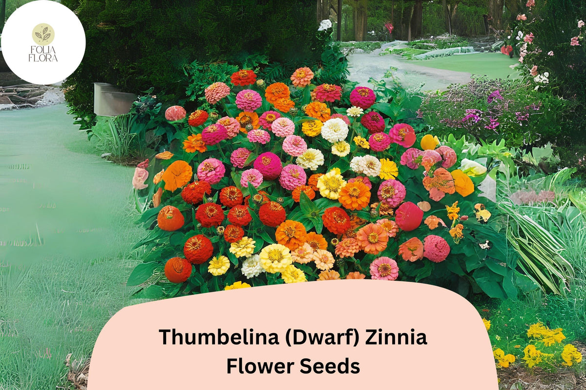 100 Thumbelina Dwarf Zinnia Seeds – Compact Non-GMO Annual Flowers for Pots & Borders