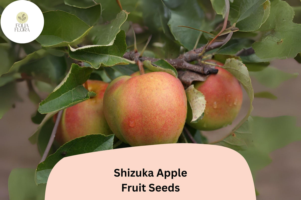 25 Shizuka Apple Seeds | Sweet Heirloom Apple Variety for Planting