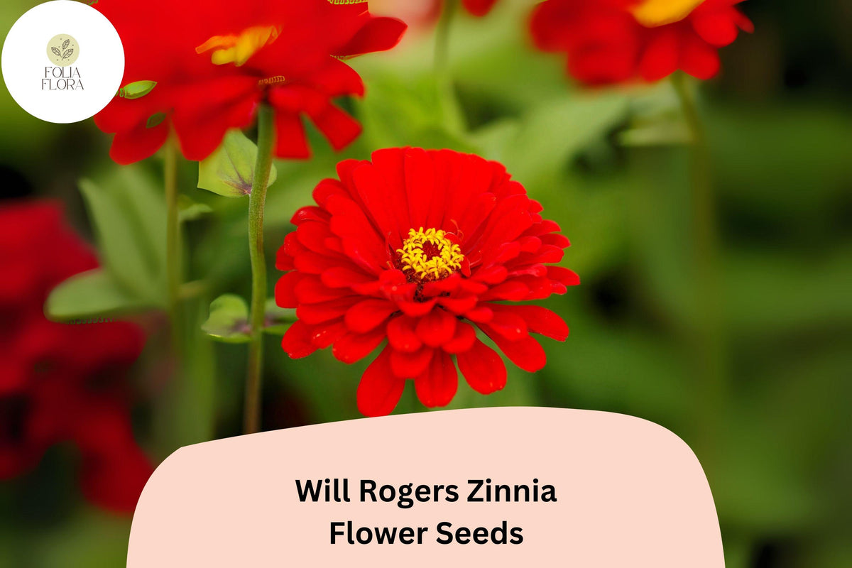 100 Will Rogers Zinnia Seeds – Scarlet Red Heirloom Flowers for Planting