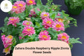 100 Zahara Raspberry Ripple Zinnia Seeds - Pink & White Bi-Color Blooms