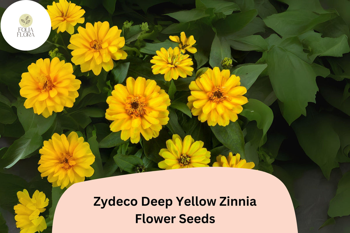 100 Zydeco Deep Yellow Zinnia Seeds - Non-GMO Garden Flower