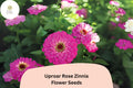 100 Uproar Rose Zinnia Seeds – Large Pink Blooms for Cut Flower Gardens
