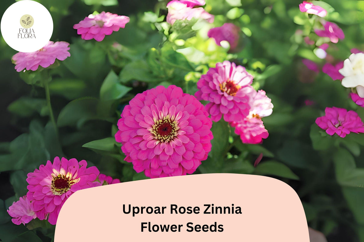 100 Uproar Rose Zinnia Seeds – Large Pink Blooms for Cut Flower Gardens