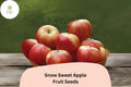 25 Snow Sweet Apple Seeds – Rare Heirloom Variety for Home Orchard