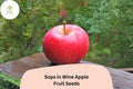 25 Sops in Wine Apple Seeds - Rare Red-Fleshed Heirloom Variety
