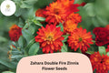 100 Zahara Double Fire Zinnia Seeds - Non-GMO Orange-Red Blooms