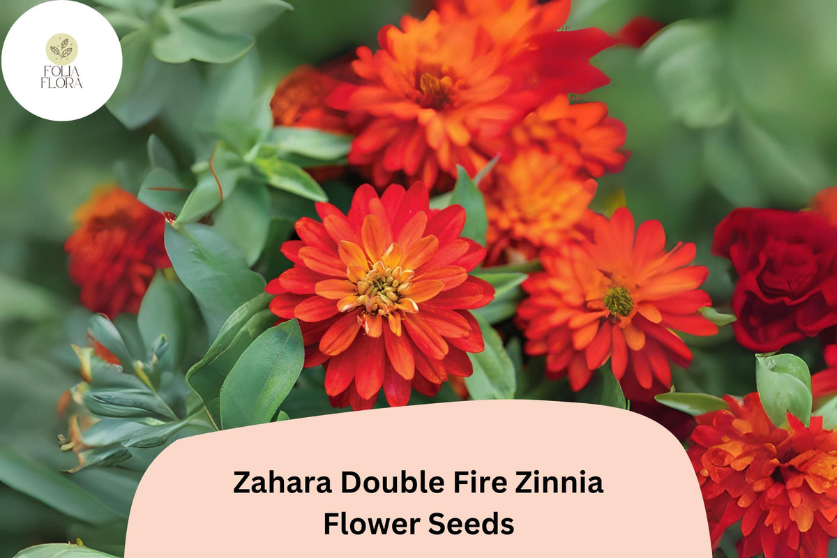 100 Zahara Double Fire Zinnia Seeds - Non-GMO Orange-Red Blooms