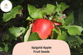 25 Spigold Apple Seeds | Heirloom Sweet-Tart Malus Domestica