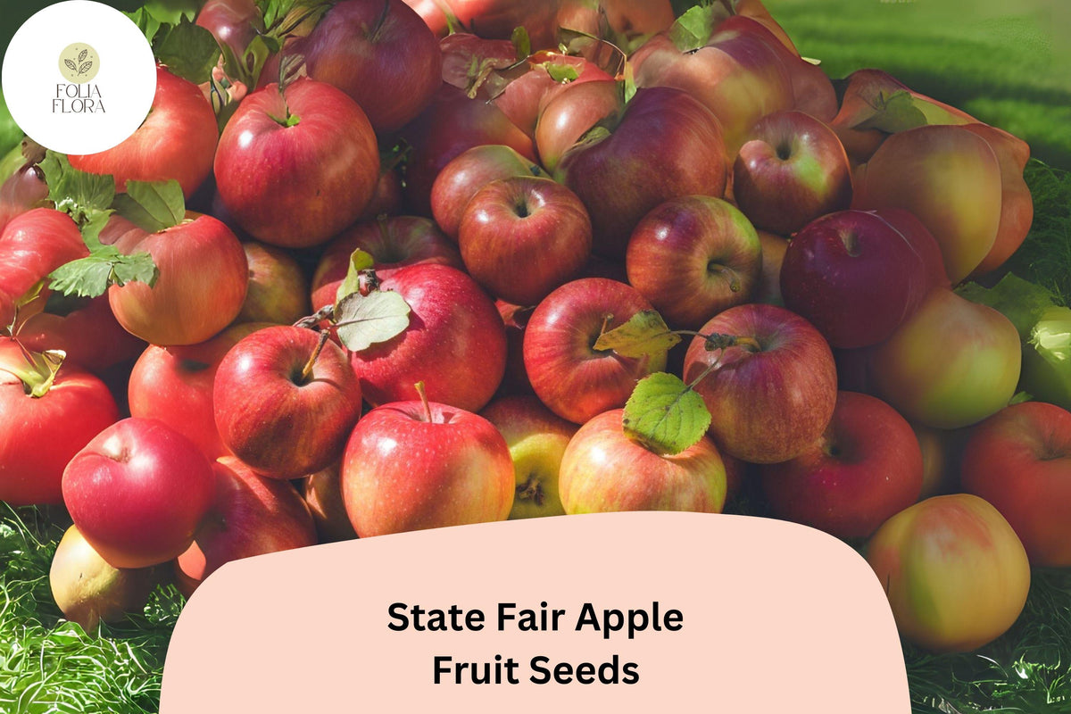 25 State Fair Apple Seeds for Planting | Cold Hardy Sweet-Tart Apple Variety