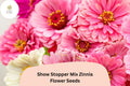 100 Show Stopper Zinnia Seeds - Vibrant Multi-Color Mix, Non-GMO