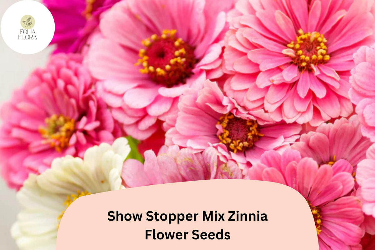 100 Show Stopper Zinnia Seeds - Vibrant Multi-Color Mix, Non-GMO