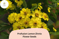 100 Profusion Lemon Zinnia Seeds – Bright Yellow Blooms for Garden Planting, Beds & Borders