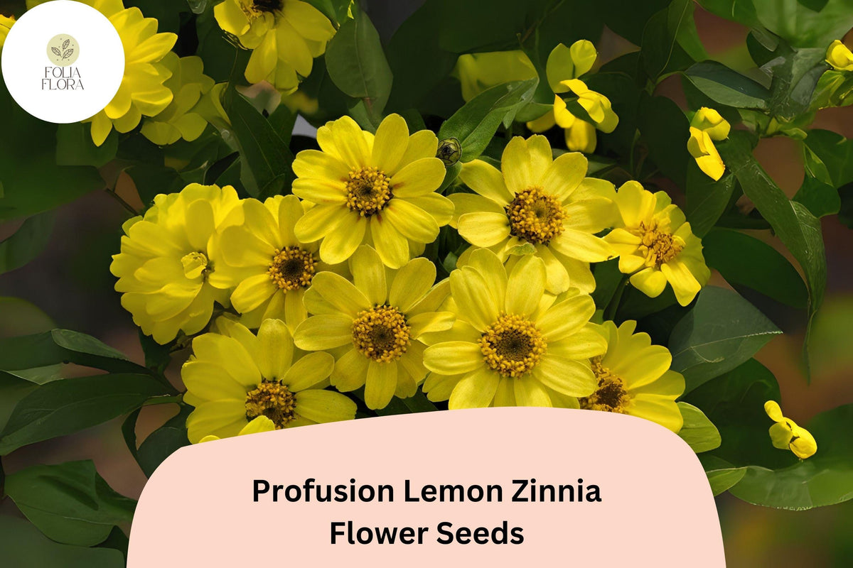 100 Profusion Lemon Zinnia Seeds – Bright Yellow Blooms for Garden Planting, Beds & Borders