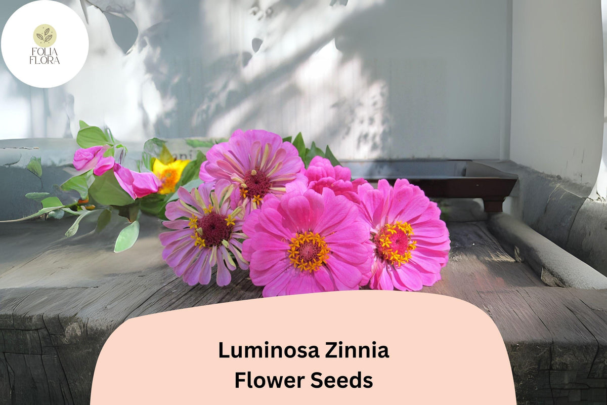100 Luminosa Zinnia Seeds - Bright Pink Blooms for Garden Borders & Cut Flowers