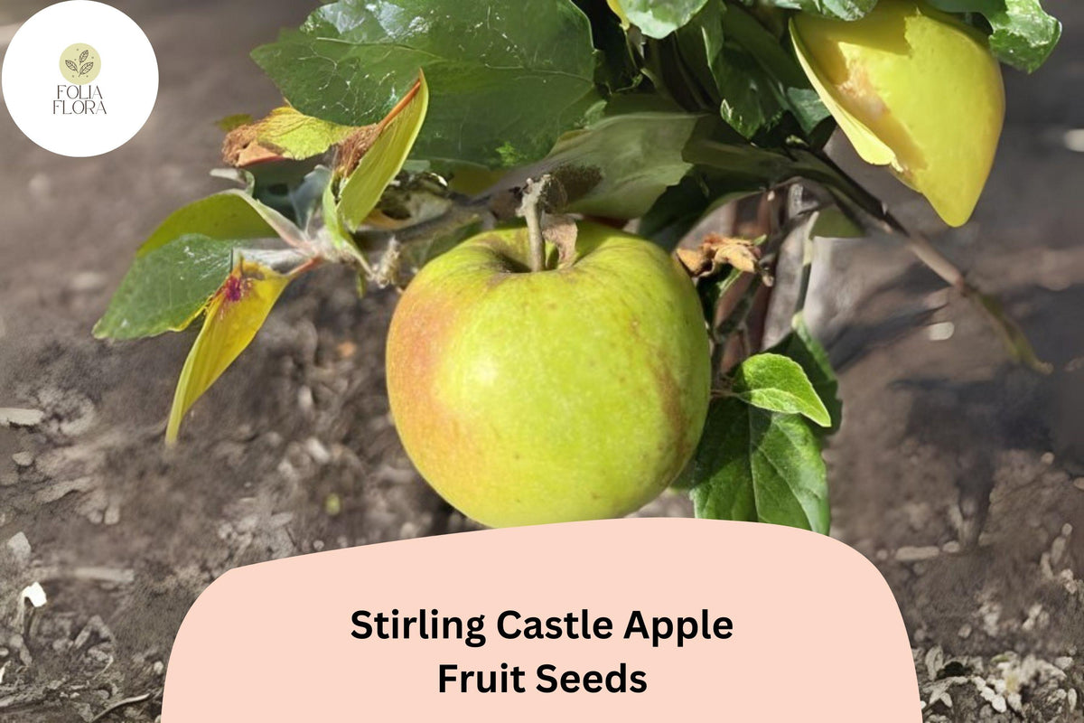 25 Stirling Castle Apple Seeds - Heirloom Scottish Fruit Tree Seeds for Planting