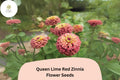 Queen Lime Red Zinnia Seeds - 100 Seeds for Unique Garden Blooms & Bouquets