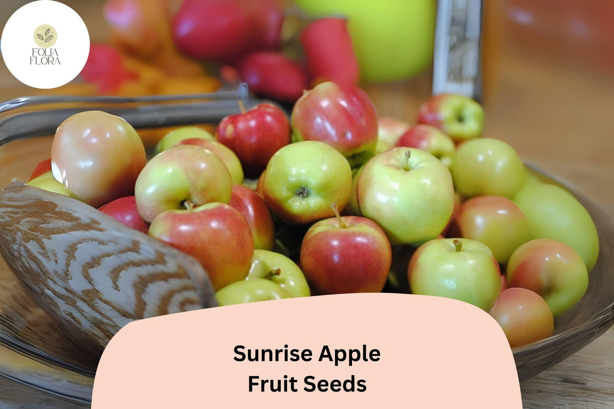 25 Sunrise Apple Seeds for Planting | Early Season Sweet Juicy Apple Tree