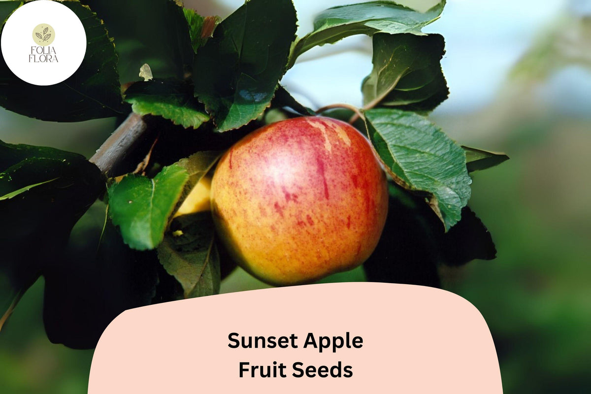 25 Sunset Apple Seeds - Malus Domestica Classic English Variety